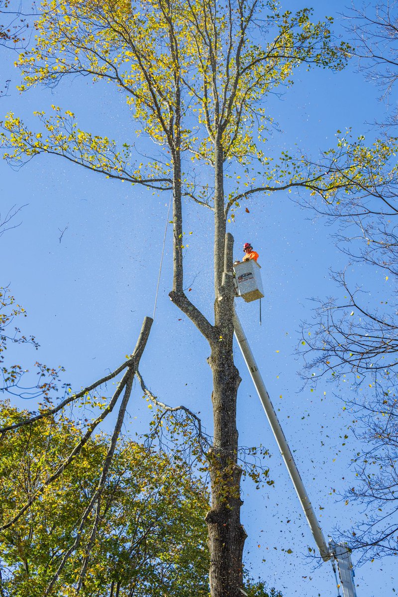 KJTreeService's tweet image. All the way up 🌳🆙☝️
-
-
-
#TreeService #TreeRemoval #TreeCare #TreeExperts #TreeTrimming #TreeWork #StumpGrinding #TreeHealth #ArboristLife #TreeMaintenance #EmergencyTreeService