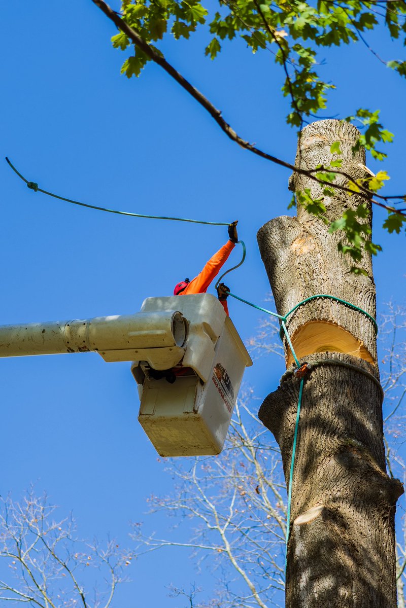 KJTreeService's tweet image. All the way up 🌳🆙☝️
-
-
-
#TreeService #TreeRemoval #TreeCare #TreeExperts #TreeTrimming #TreeWork #StumpGrinding #TreeHealth #ArboristLife #TreeMaintenance #EmergencyTreeService