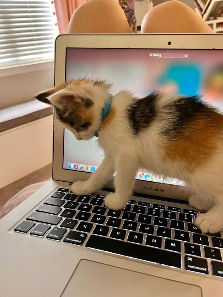 Why you should have a cat (@shouldhavecat) on Twitter photo 