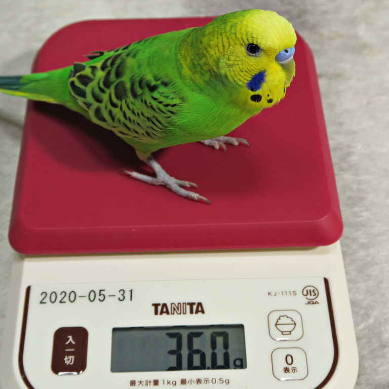 SS_Temp's tweet photo. 【ピーちゃん】 あっちは凍結されていますが飼い主ともども生存しております #インコ #セキセイインコ #鳥 #budgie #budgerigar https://t.co/BR4A9tnZPg