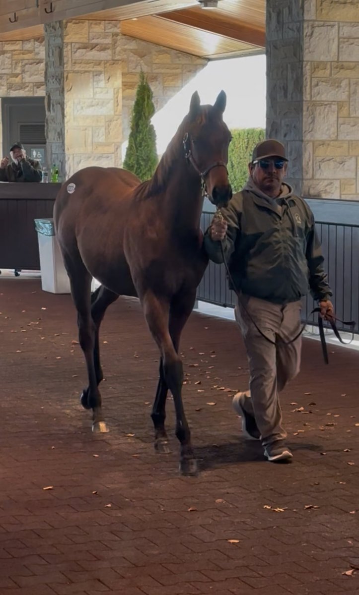 Miketu72's tweet photo. Genet Racing keeps rolling at @keenelandsales Book 2 as our @coolmoreamerica Golden Pal/WS Nadia weanling filly sells for $130k to Hubert Guy Bloodstock. Credit to our whole team for developing her, Sarah Carr @MargauxFarm for sales prep, and @vinerysales for consigning. https://t.co/cJXhJeFFbY