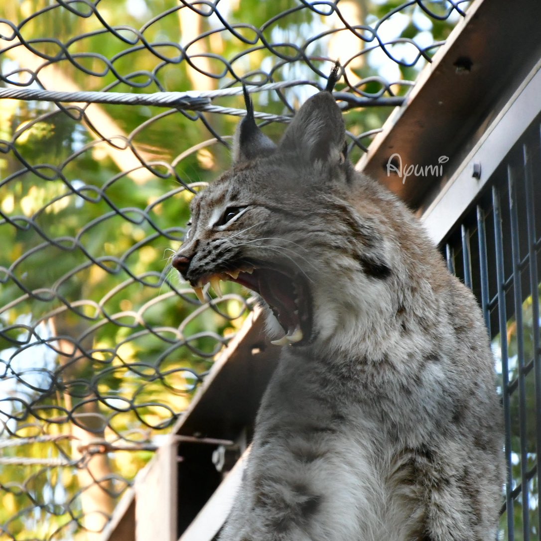 【Ami】さん専用　hibi Amazon.co.jp: Hilax C7 Plus 交換用 アトマイザー カートリッジ