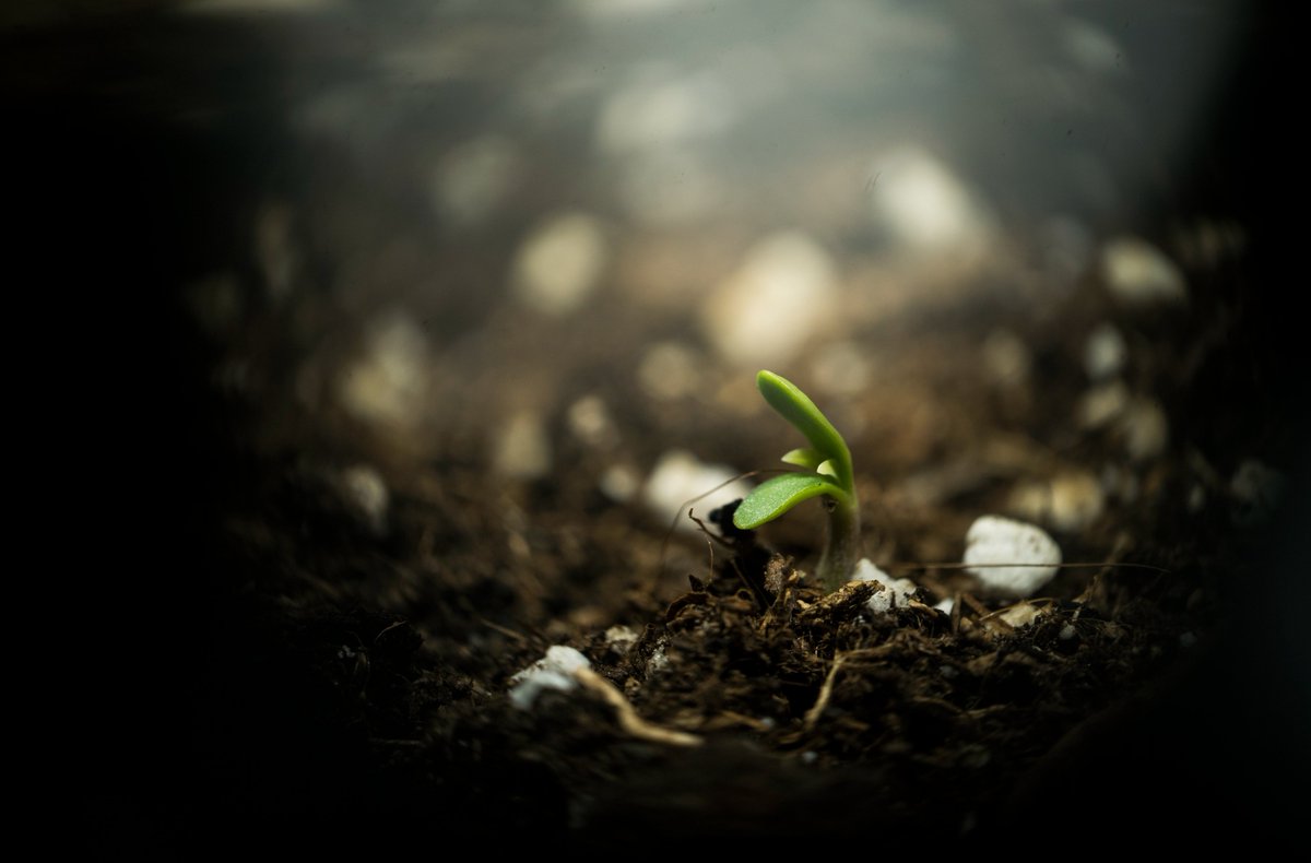 Royal Queen Seeds tweet media