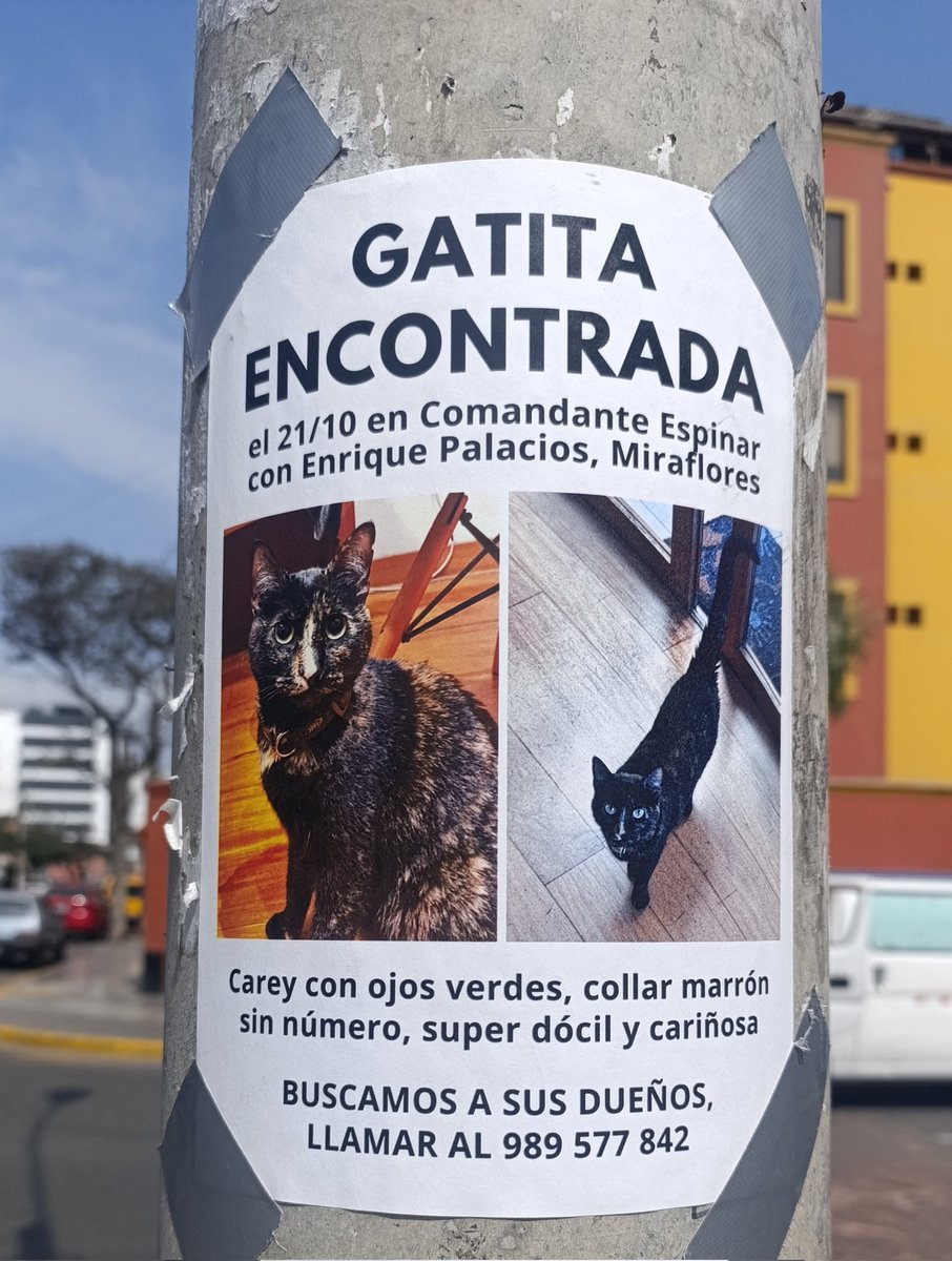 Gatita encontrada en Miraflores.
Ayudemos a dar con su familia 🙏