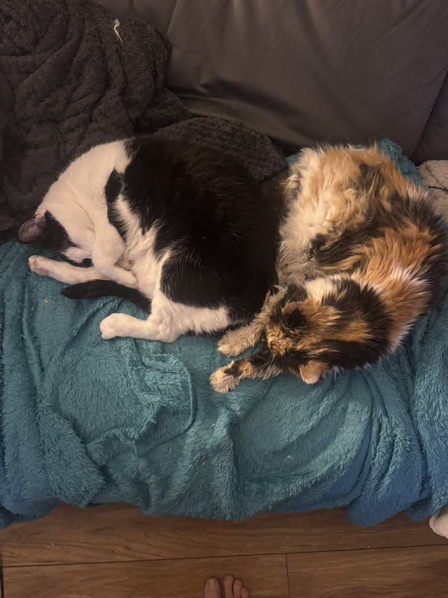 Cat Butler Danny tweet media