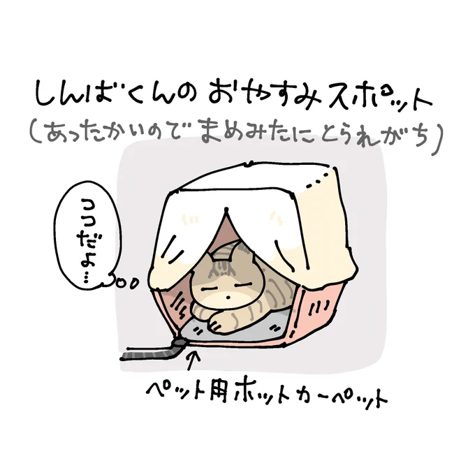 しんばくんもぬくぬく満喫しております 