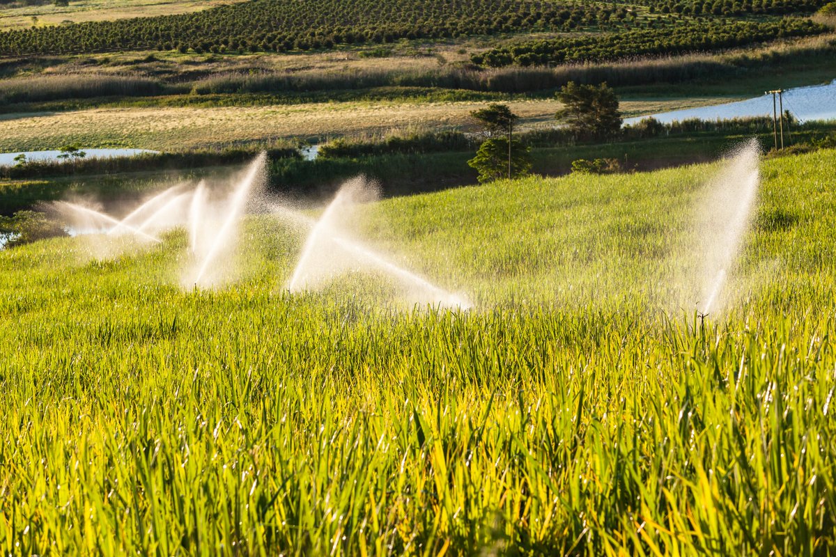 sugaronline's tweet image. #SUGAR NEWS - SOUTH AFRICA: Canegrowers says domestic #sugarindustry faces losses due to sugar imports: sugaronline.com/2025/11/06/sou…. Join us today to read the full story! #commoditiestrading #softcommodities #sugarcane