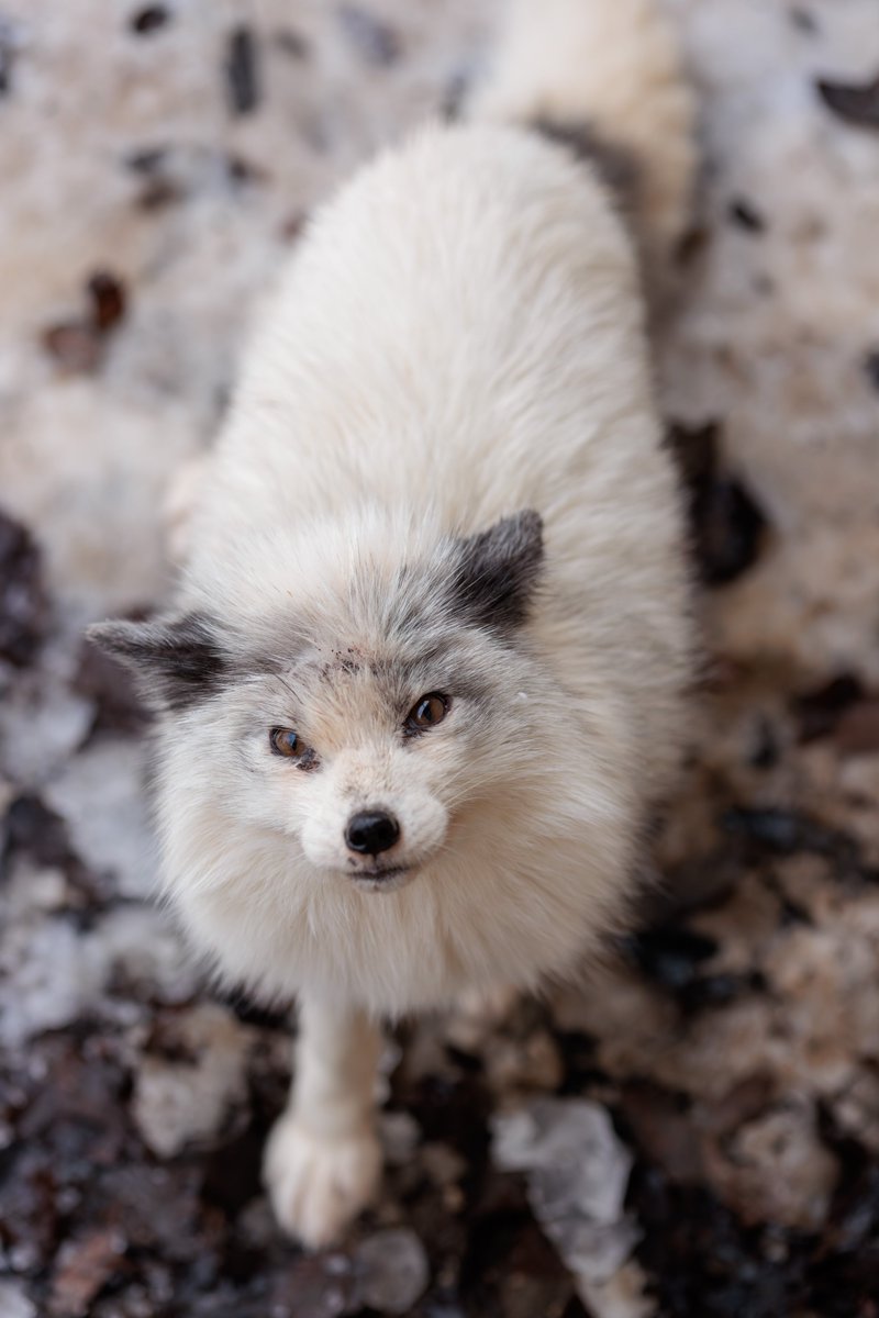 LIA🦊🔖へっぽこ tweet media