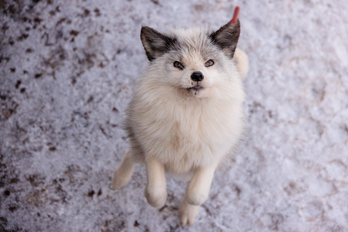 LIA🦊🔖へっぽこ tweet media