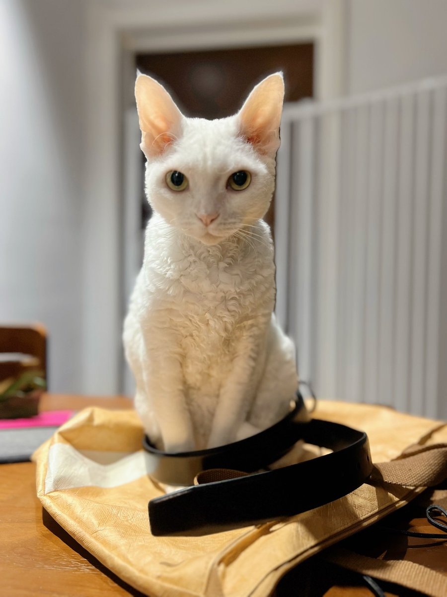 yol11492302's tweet photo. POV: Shaun the Devon Rex accidentally trapped himself in his leash. 😹🔗
#CatFail #FelineGenius #FurryKids https://t.co/l0bKQWVMW9