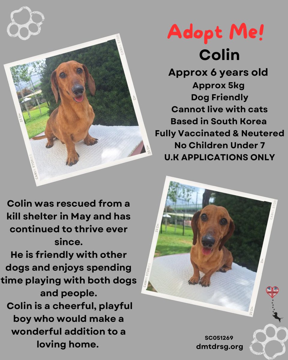 ⭐️ 🏡 Adoption Alert 🏡⭐️ 

Colin is looking for his forever home. 

Could you be the one to give this handsome boy  the love he deserves? 🏡🙏🏻🙏🏻

Adoption details here 👉🏻 dmtdrsg.org/post/colin-is-…

Or apply here 👉🏻 forms.office.com/e/vp5ENBtxtf