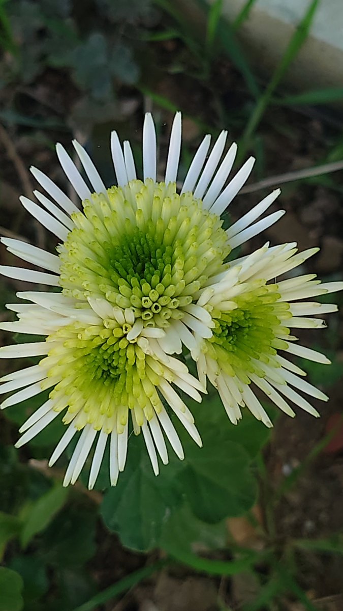 Voici un autre trésor de mon jardin. Hélas vu le déluge qui s'abat sur nous actuellement, je pense que mes jolies fleurs vont souffrir 
Très belle fin d'aprèm à tous ❤️