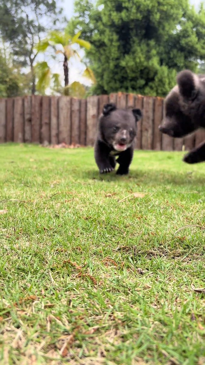 ツキノワグマ　下顎 ツキノワグマ 原寸大頭骨レプリカ | アンフィ合同会社