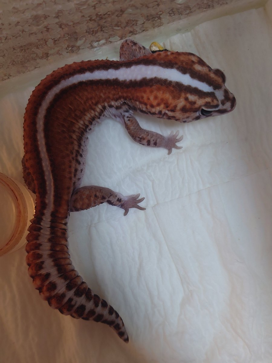 ワニ子ページ 小恋 on X