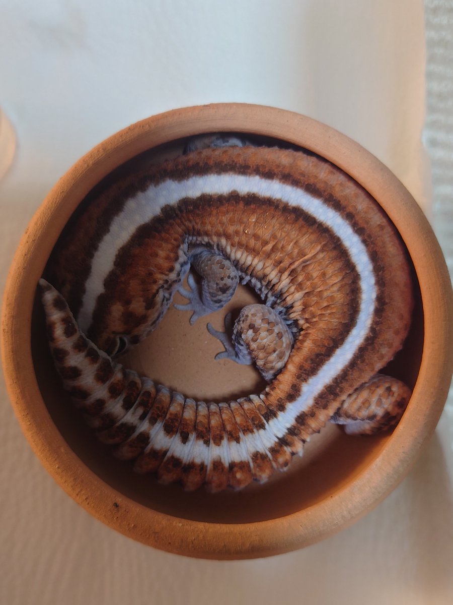 MOKOKO鑑識ページ MOKOKO鑑識ページ