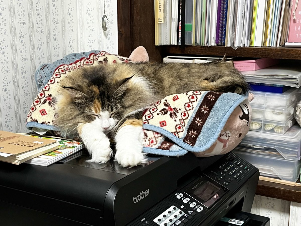 さとっぺ さとうねこ on X