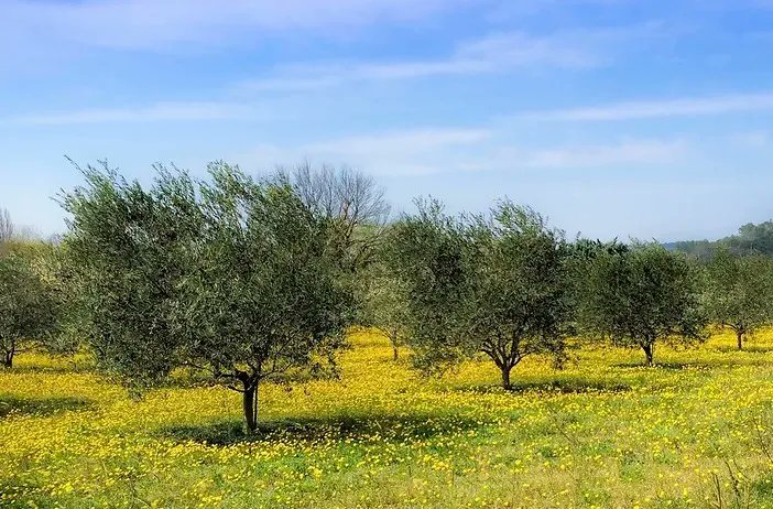 🌾 Premi Bandiera Verde Cia 2025: l’agricoltura che resiste, innova e fa rinascere i territori 🇮🇹🌱

👉 gdc.ancidigitale.it/premi-bandiera…