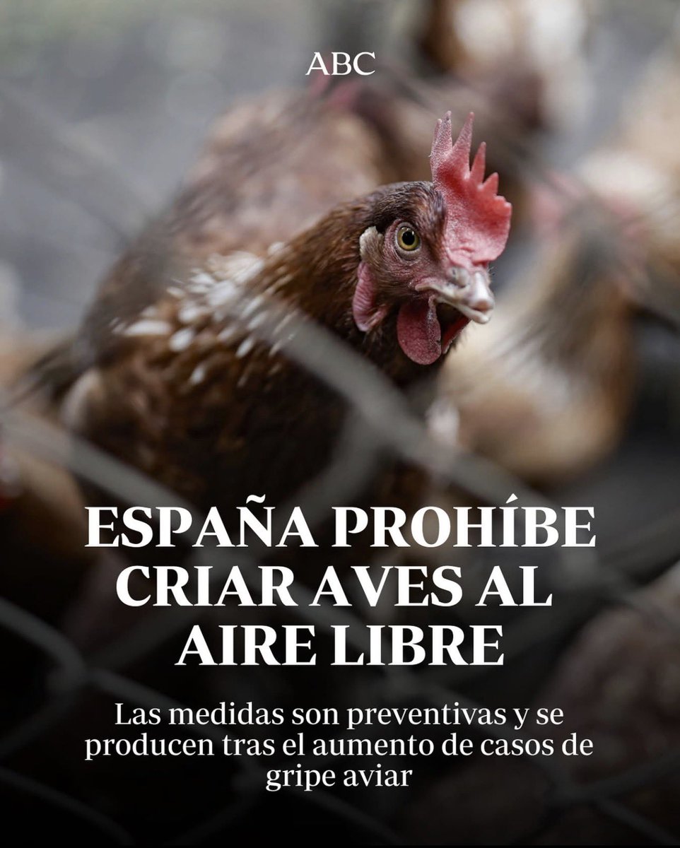 ¿Que cómo controlan los precios?

⛔️España prohíbe criar aves al aire libre, como se ha hecho toda la vida para el consumo propio en los pueblos, por ejemplo. 

Desde inicio de año, los huevos han subido su precio un 50%. Un 137% más desde hace 4 años. 

Lo achacan a la gripe A,