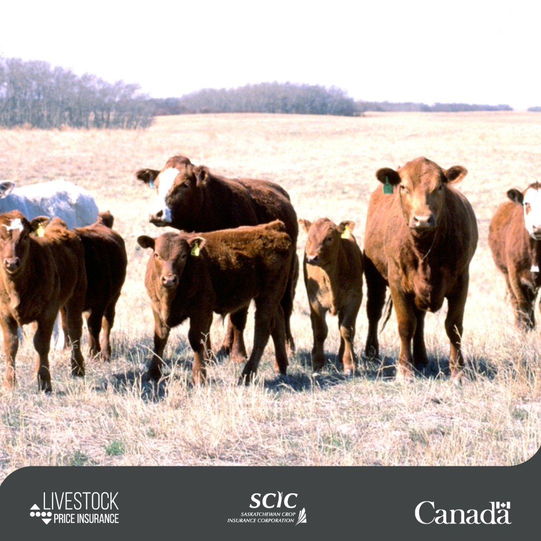 Producers who purchased a Livestock Price Insurance policy and are entering their claim window can learn more by viewing the LPI Settlement Resource Guide here:

scic.ca/uploads/livest…