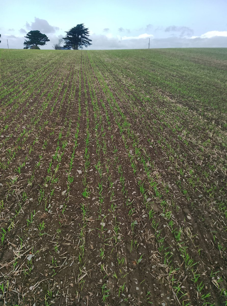 ErthLtd's tweet photo. Panbuster Drill establishment of winter barley in Co Down. Sown 10th October, follow up photos taken 24 October, 27 October and 4 November. For more information on the Panbuster Drill see our website https://t.co/jBhzLFePqL https://t.co/8zkqn6sw6J