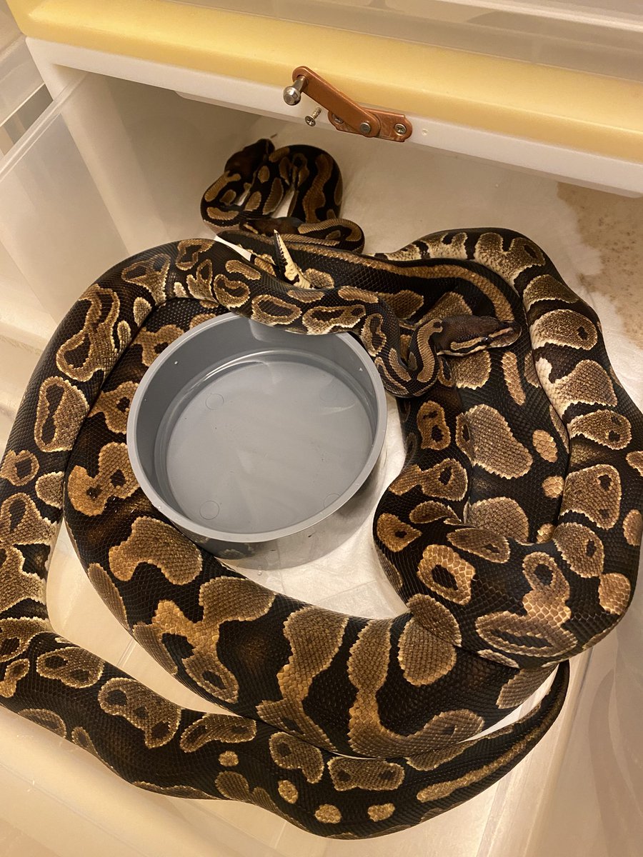 🔥 Dhet BlackAxanthic Ghost x Dhet BlackAxanthic Ghost 🔥