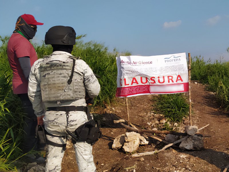 En distintos puntos de #Campeche, impusimos cuatro clausuras a obras en las que se realizaban cambios de uso de suelo sin contar con la autorización ambiental de la <a href="/SEMARNAT_mx/">SEMARNAT México</a>. En tres de los sitios, las actividades se realizaron dentro del Área de Protección de Flora y Fauna