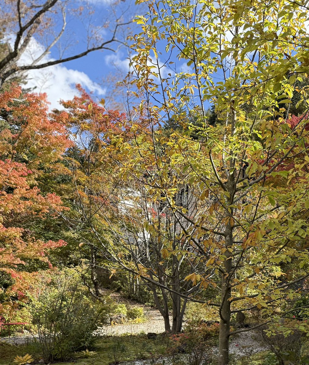 4f48kpMjSS8hjPt's tweet image. 25/11/6 はやしべさとし叙情歌を道づれに〜楓蔦黄（もみじつたきばむ）〜毎週［叙情歌を道づれに］を聴かれているlistnerさん曲の解説も嬉しいそして番組が続きますようにと🙏〜『旅愁』〜一人暮らしをされているお母様と［琴線歌其の五］を聴きながらドライブ素敵な歌声に💘『三都物語』〜『もみじ』