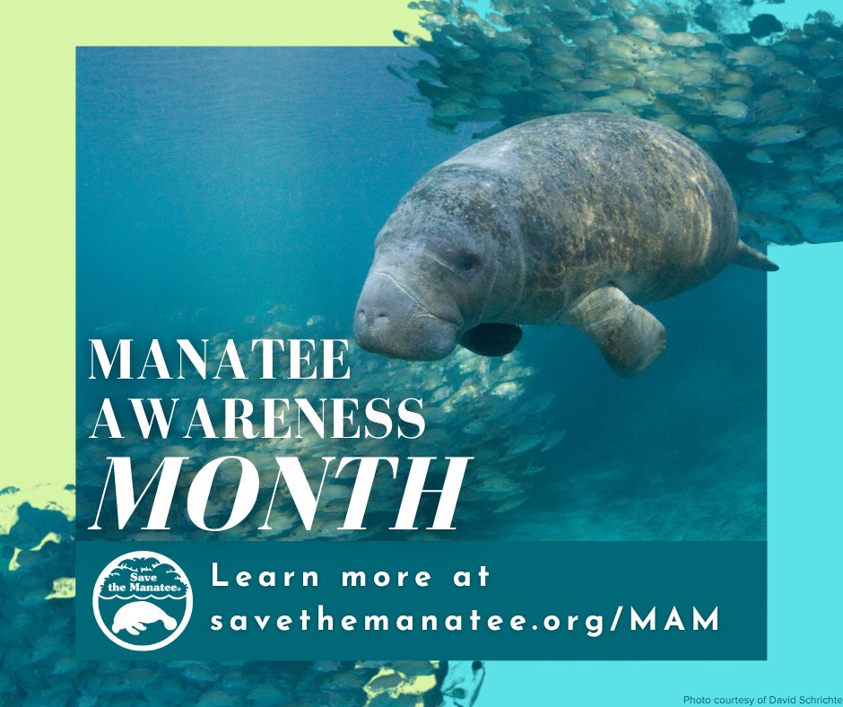 November is #ManateeAwarenessMonth! 
Here are some ways for you to support your favorite critter:
👉 Share our content on social media!
👉 Change your profile pic for the month
👉 Use photos, graphics and language from our toolkit to create your own posts. savethemanatee.org/MAM-Toolkit