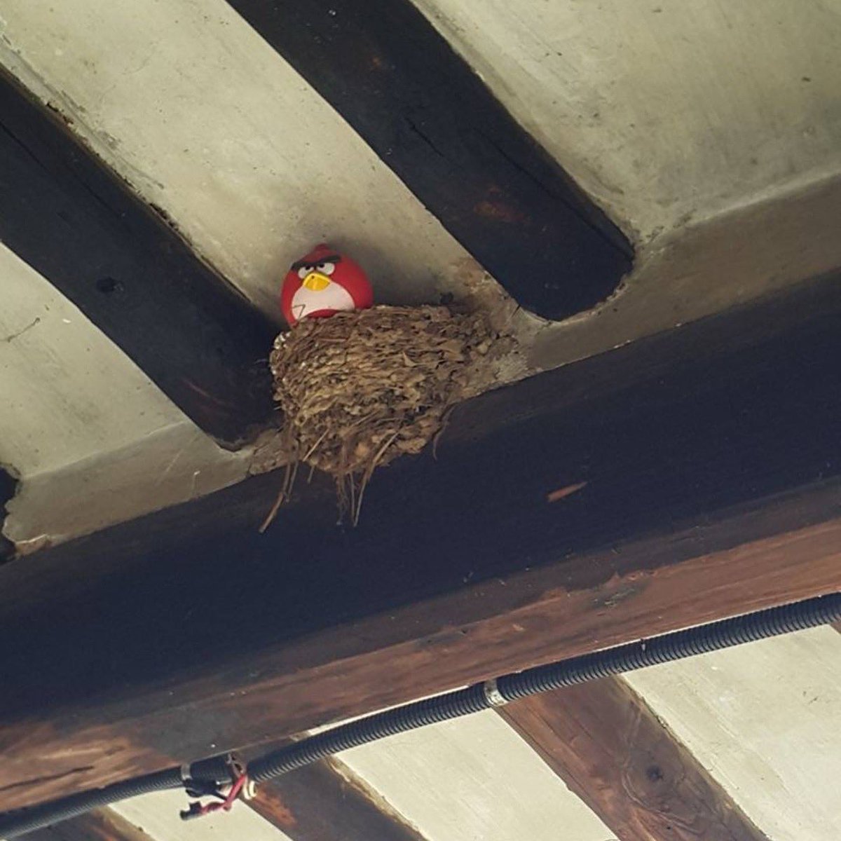 hiburan_warga62's tweet image. Hampir punah gais lindungin plis🤣

Source : tt
#fypppppppppppppppppppppppppppppppppppppppppppppppppppppppppppppppppppppp #memes #core #hiburanwarga62 #memeindonesia #hiburanwarga #lucu #diluarnalar #gakexpect #funnyvideos #randomvideos