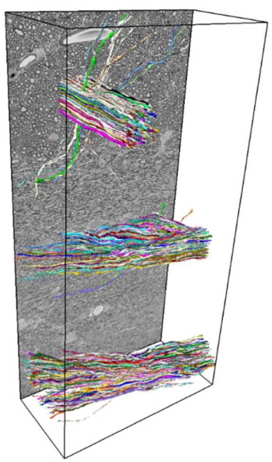 Dmitry Novikov tweet media