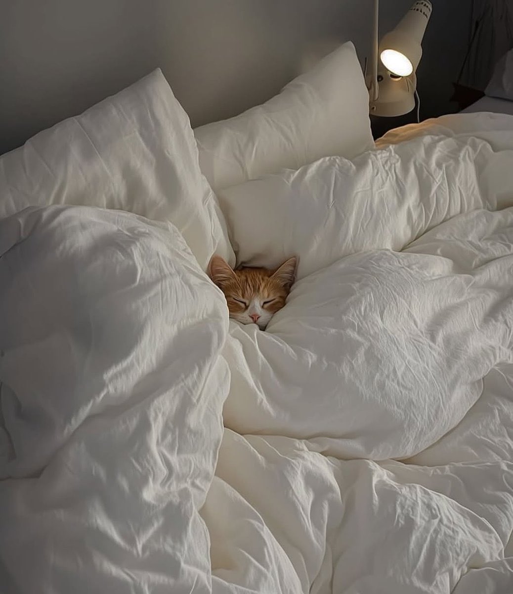 ThePetsX's tweet photo. In bed https://t.co/WZnSrzKXvE