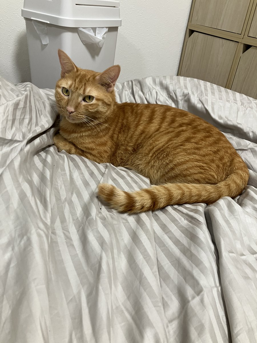 三毛猫様♡ありがとうございます♡ むぎゅっとなって寝てた🦭 #猫のいる暮らし #三毛猫 #猫のいる