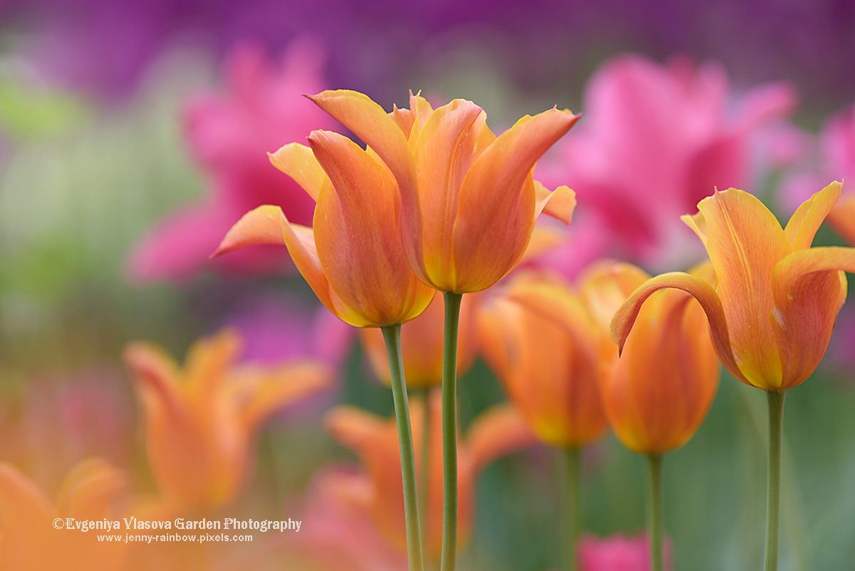 Kimri shahrida jinsiy aloqa