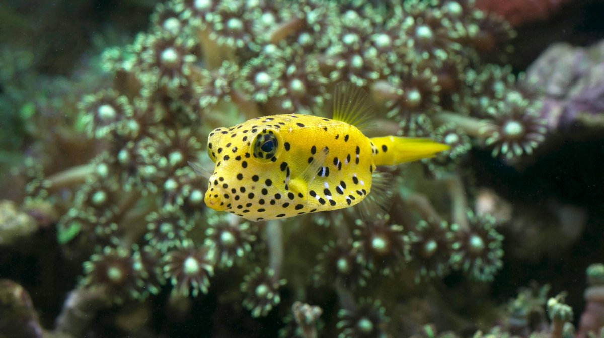 COMAPMath's tweet image. How do zebras get their stripes or leopards their spots? 🐆

This new piece from the University of Colorado explores the math behind nature’s patterns.

🔗 colorado.edu/today/2025/10/… 

#MathModeling #AppliedMath #STEM #MathIsEverywhere