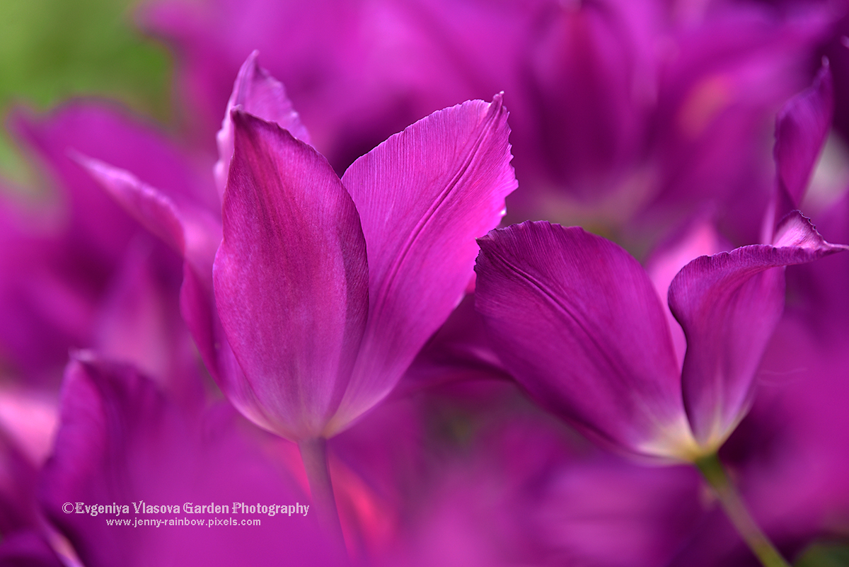 Katta klitorisni yalagan porno video