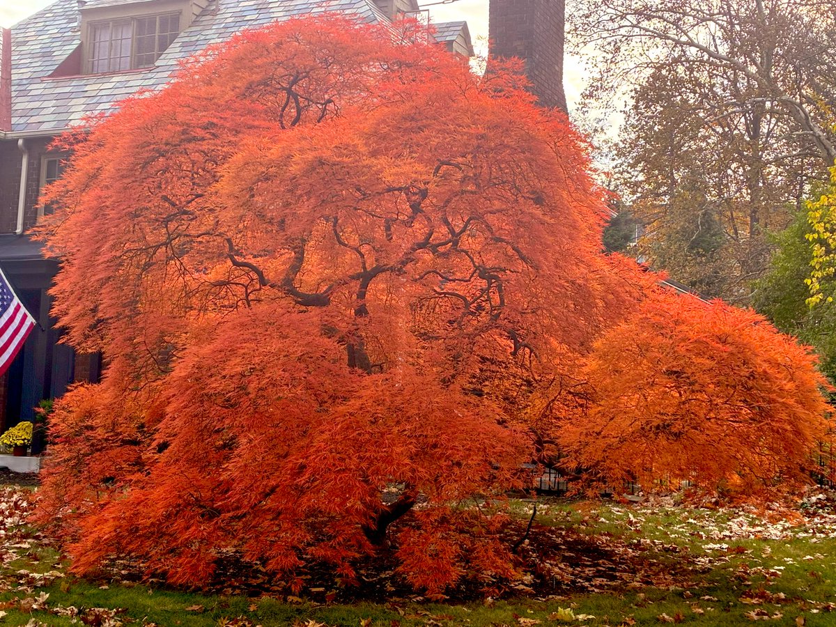 kevinfitz1's tweet image. Taking in the #fall views #thursdayvibes 🌳 🍁 🍂