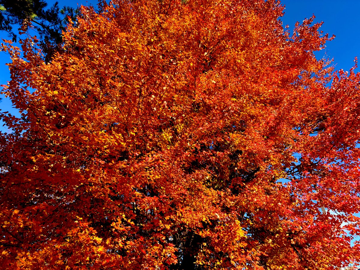 kevinfitz1's tweet image. Taking in the #fall views #thursdayvibes 🌳 🍁 🍂