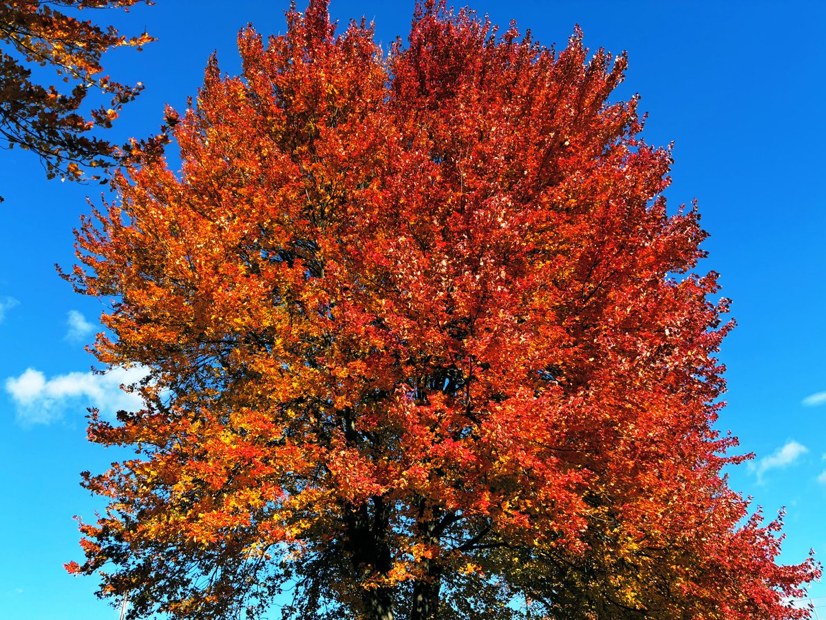 kevinfitz1's tweet image. Taking in the #fall views #thursdayvibes 🌳 🍁 🍂