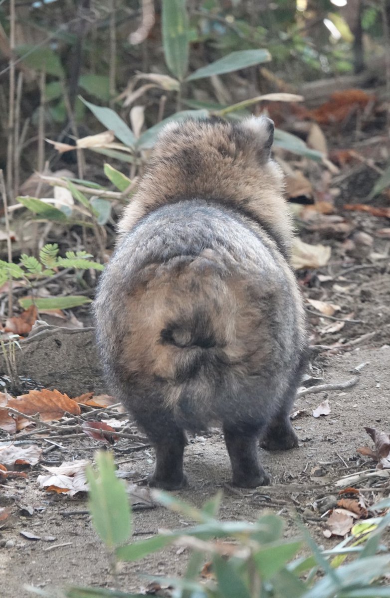 おちり可愛すぎる問題 #八木山動物公園 #ホンドタヌキ #育三郎