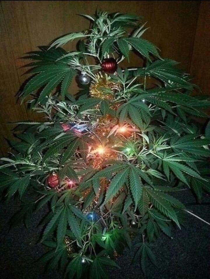 canabisbrasil's tweet photo. Começando a me preparar p natal🎄😂 https://t.co/9mPFbamwOS