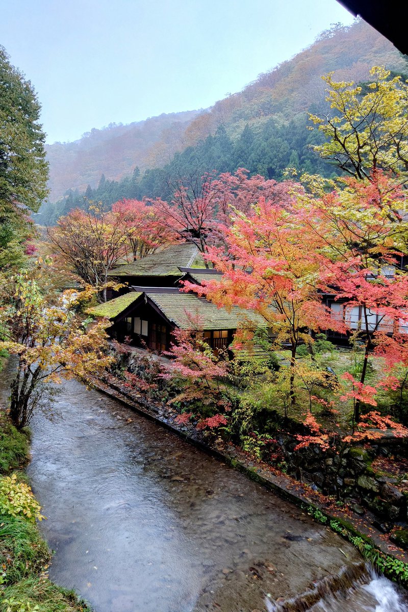 hoshi_onsen's tweet photo. 紅葉のピークを迎えております。

お陰様で創業150周年を迎えました！皆さまありがとうございます。 https://t.co/3VjXtMOPeg