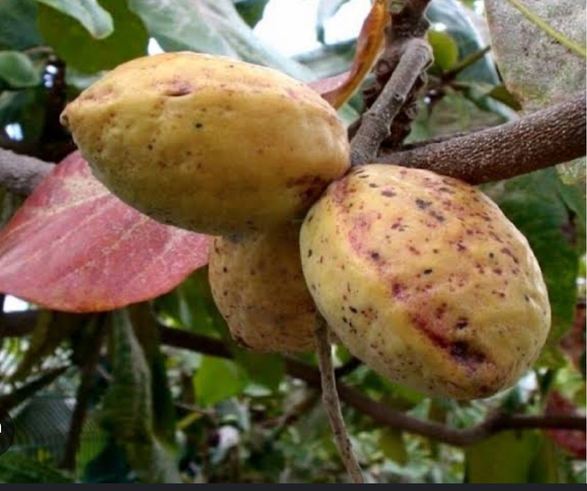 b_adam45's tweet image. Wetin be the name of this fruit i dey exam hall abeg