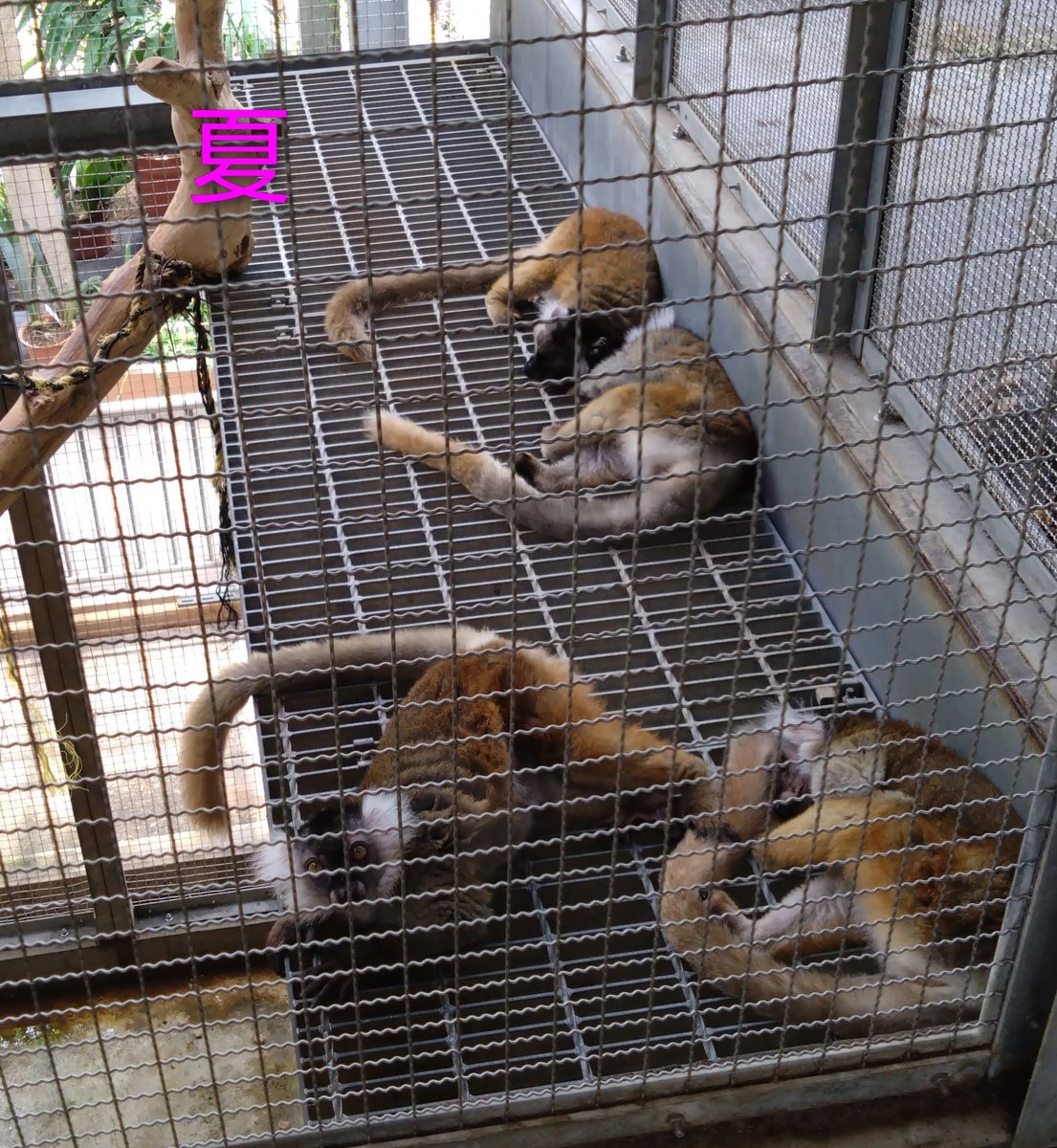 バイオリウム〜いきもの空間〜 on X