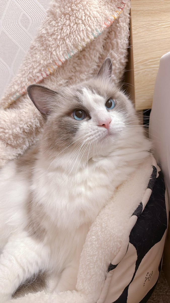 ねんねするー🫧

#ラグドール
#ほたて2025