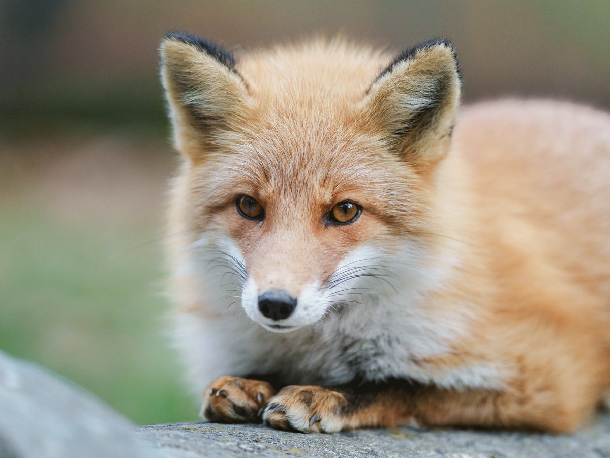 たぬきページ ぎんぺーのしっぽ🐕G193 (@chiec7) / Posts / X