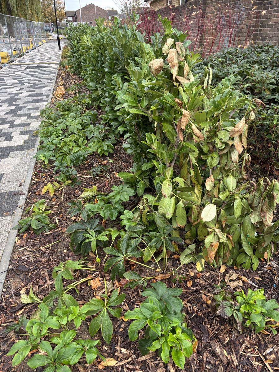 Planting the new #CambridgeRoadestate : many of the plants are on the London Invasive Species list and others should be. Laurels, Stipas, Snowberry, Photinias, Lonicera nitida. The ‘biodiversity net gain’ will be on the roofs where it cannot be evidenced.