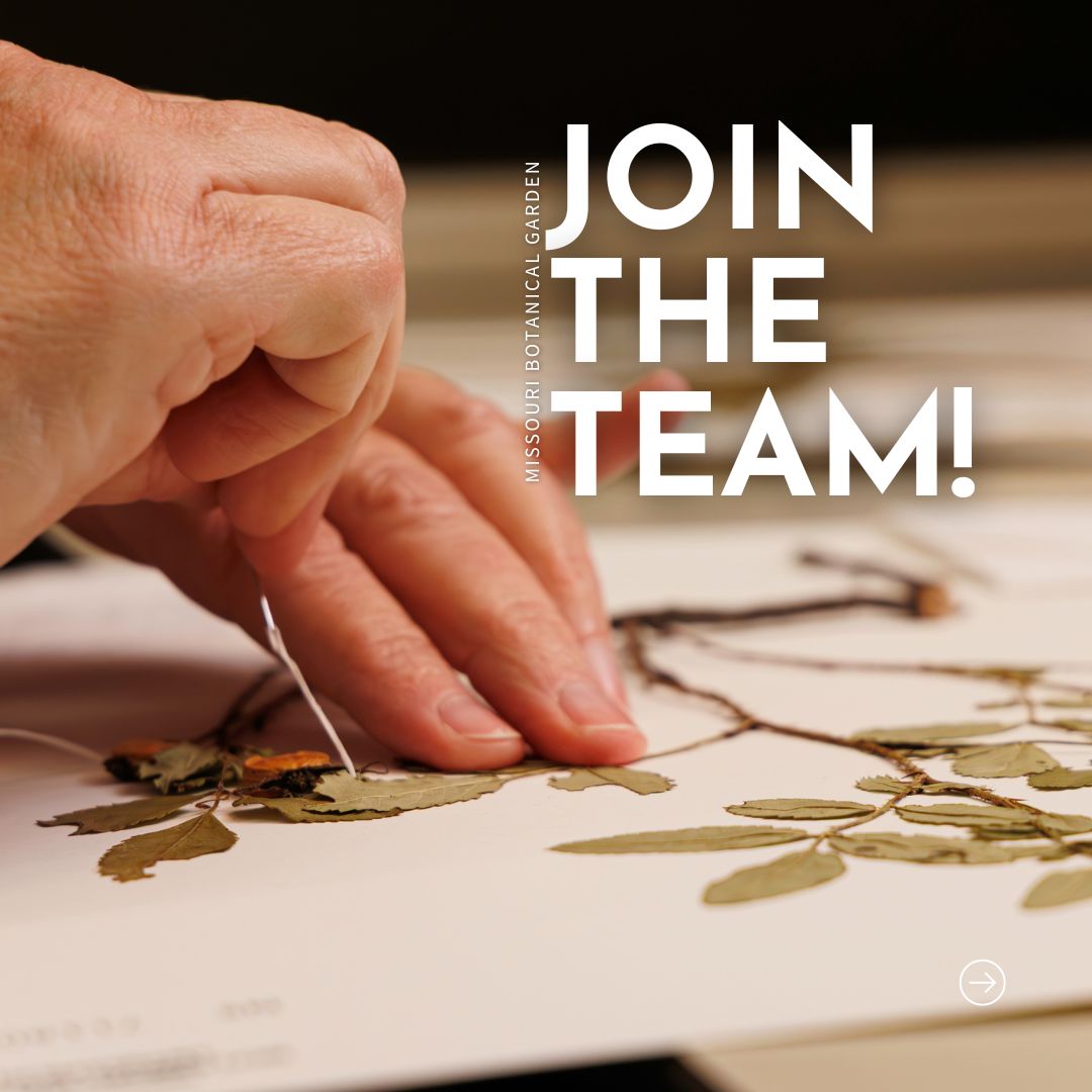 mobotgarden's tweet image. Come grow with us at #MOBOT! The Garden now has openings in various departments including:
⭐ Marketing &amp;amp; Communications
⭐ Security
⭐ Visitor Services
⭐ And more!

Learn more &amp;amp; apply today: buff.ly/nv5wY9b

📸 Nathan Kwarta, Sundos Schneider

#MOBOTGarden #WereHiring