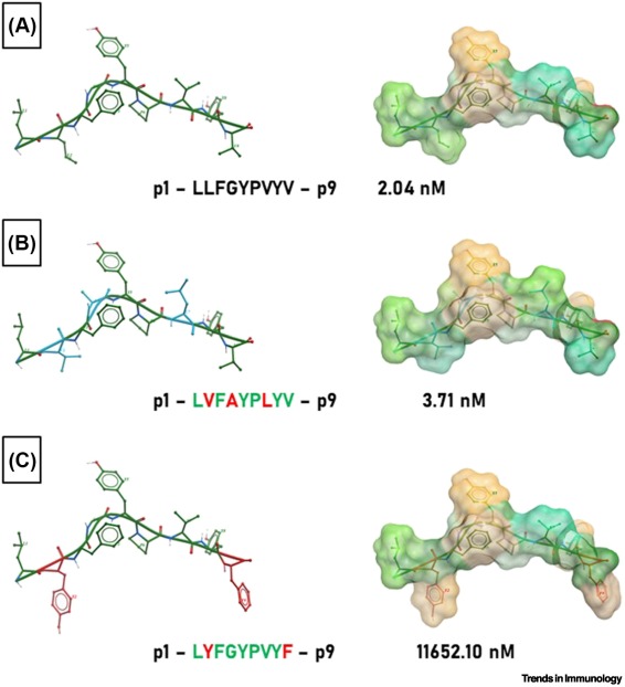 TrendsImmuno's tweet image. Molecular mimicry as a driver of T cell-mediated tumour immunity dlvr.it/TP6Sd0