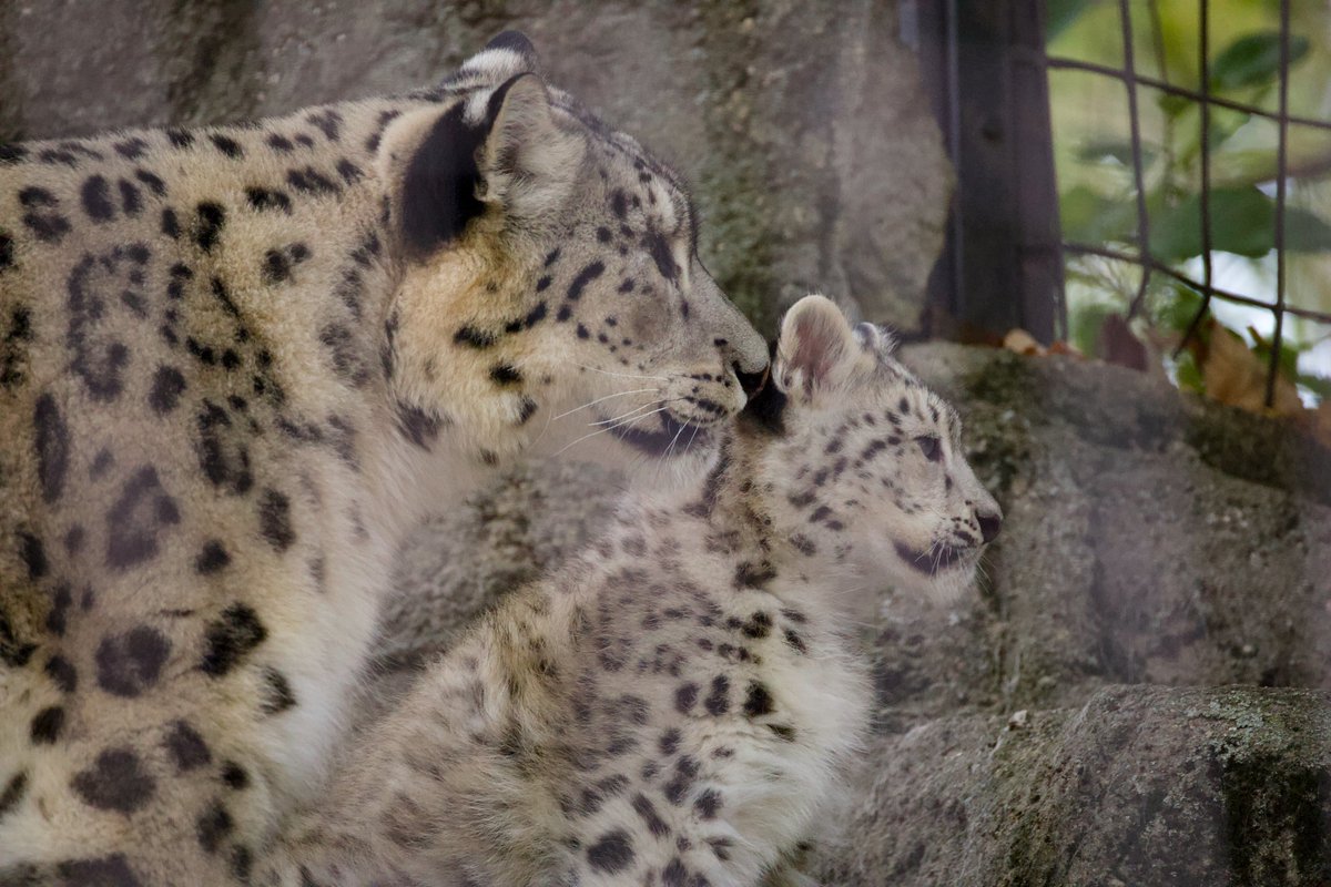 Spotted: Little Junie is out and about👀

Our snow leopard cub is now exploring her habitat with mom! True to her nickname as the “ghost of the mountain,” she can be tricky to spot as she finds her favorite hiding places. 🍂

Visit before we close for the season Nov. 23!👋