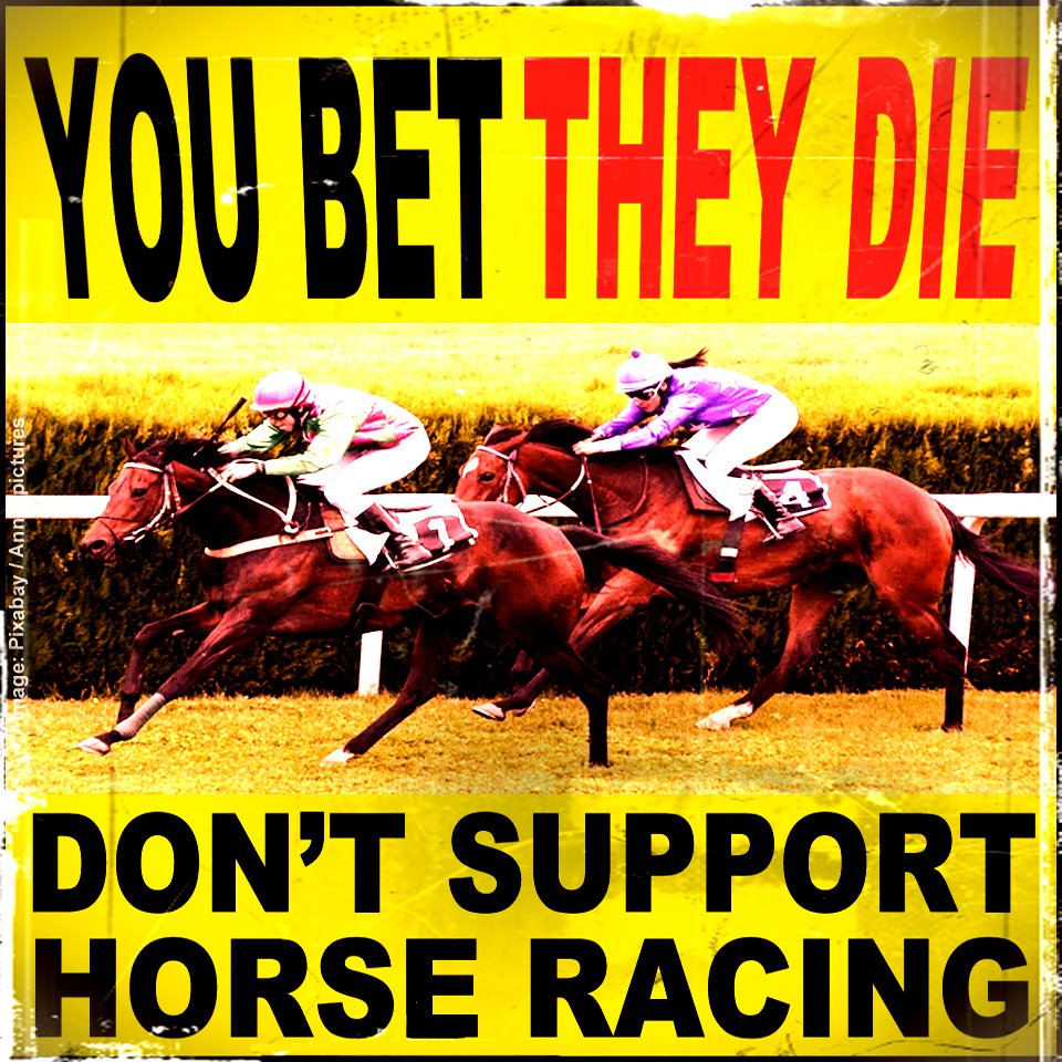 banbloodsports's tweet photo. Confirmed DEAD: 4-year-old horse Coolmeen Briggs who was pulled up in the "Dennison Commercials Ltd 4yo Maiden" point-to-point race at Portrush course on 11 October 2025. Jockey: Derek O'Connor https://t.co/xk4FmJ0k5X #YouBetTheyDie Don't support horse racing ❌🏇❌ https://t.co/odJDpCCVQS